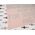Construction Vehicle Decal with Transfer Tape